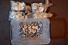 Muscheln, maritime Dekoration